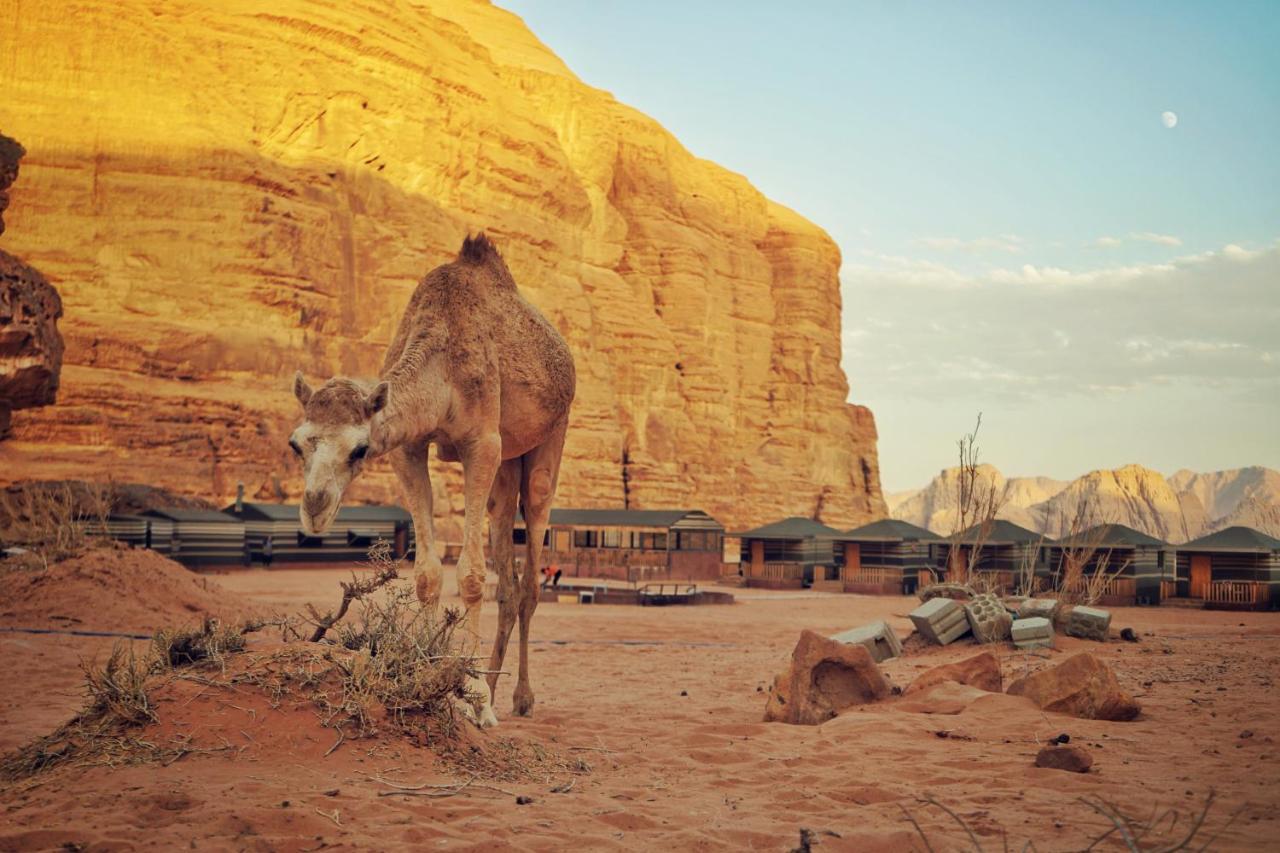 Salman Zwaidh Camp Hotell Wadi Rum Exteriör bild